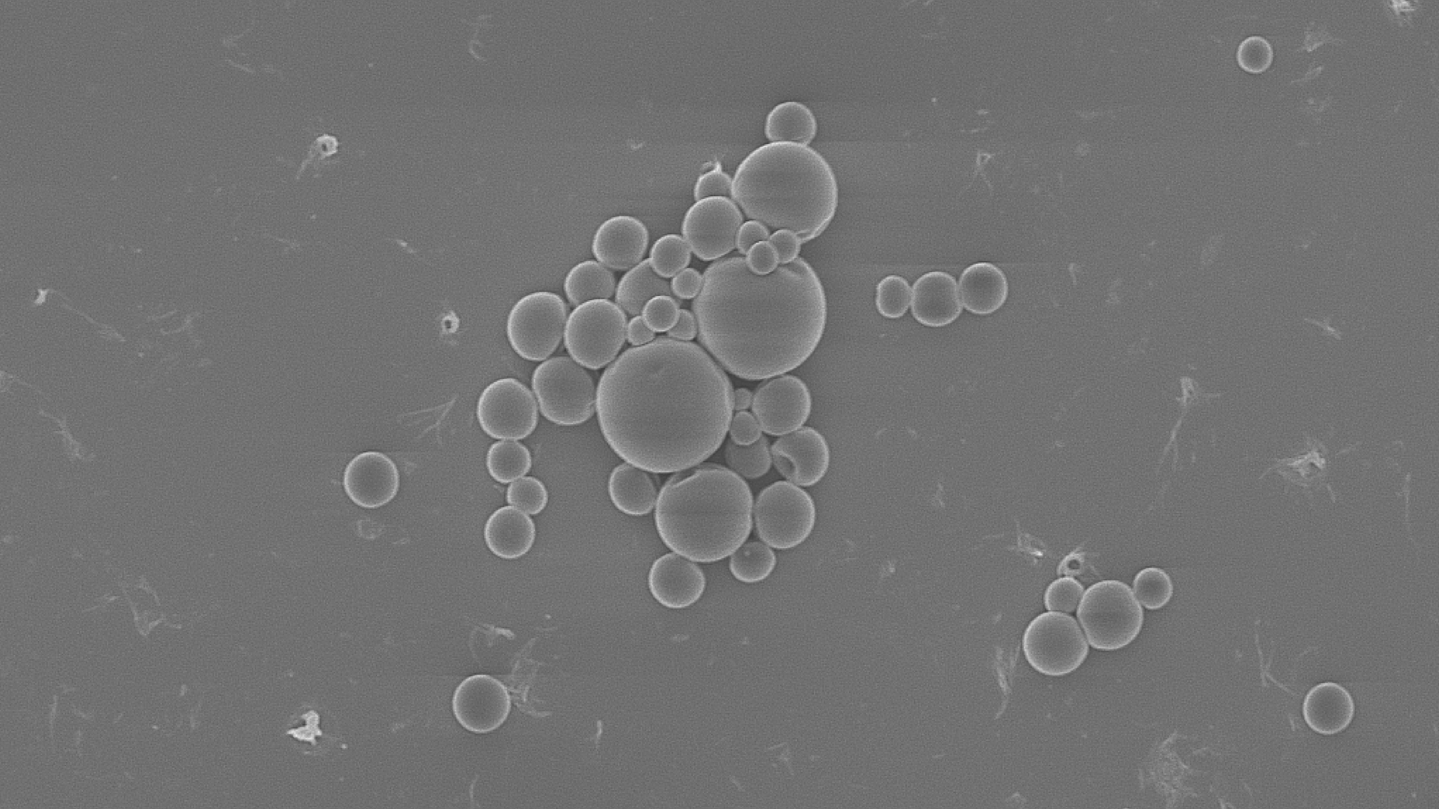 SEM image of DNA PLGA Microspheres